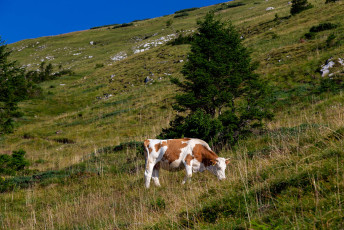 Kladivo, Perzeidi, vzhod-025_6D_-_MG_2479