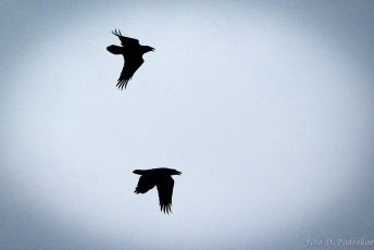 11.1.2014 - Krokarja