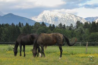 20.6.2014 - Na paši
