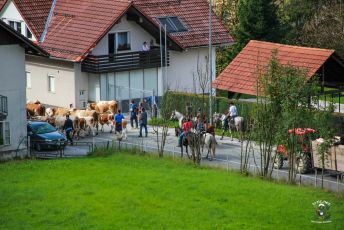 20.9.2014 - Krave s planine-1
