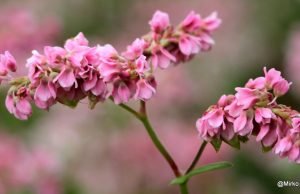 Po Koroškem, po Kranjskem že ajda zori …